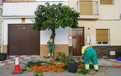 Poda y mantenimiento de los naranjos en la vía pública